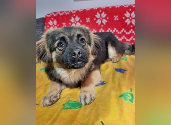 Kleine, feine ♥Roma♥ auf Körbchensuche