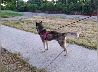 Saphira - liebe, menschenbezogene, aktive Sibirian-Husky-Mix Hündin / z.Zt. noch in Rumänien