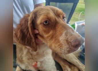 Baby - die sanfte Kämpferin liebt Kinder, Hunde , Katzen und ein warmes Körbchen