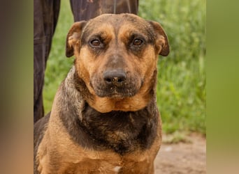 Luna, ebenfalls eine tolle Familienhündin, die noch etwas an ihrer Figur arbeiten muss.