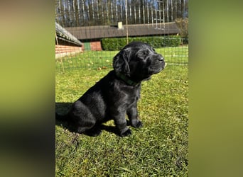 Wunderschöner Golden Retriever - Labrador Mix Welpe