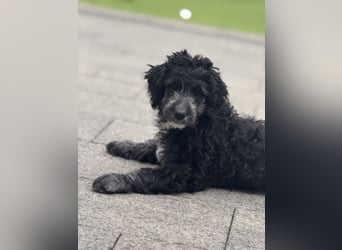 Genau ich suche ein Körbchen für immer bin der letzte aus dem Wurf