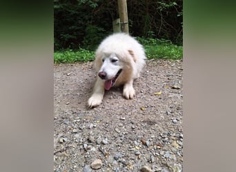 Pyränenberghundmix Tobi