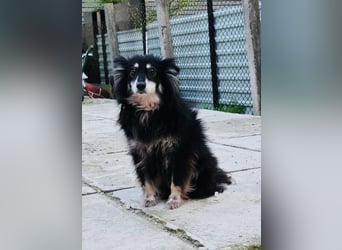 Ältere Lady RUBY sucht ihr Für-immer-Zuhause!!!