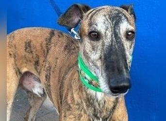 Wally, einfühlsamer verschmuster zugänglicher Galgo Mann