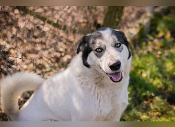 FLY - die nette und aufgeschlossene Hündin liebt Menschen und andere Hunde