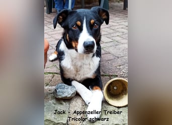 Appenzeller Sennenhund Welpen