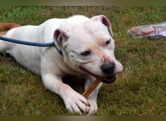 Murphy-DG, Dickkopf sucht Paten!
