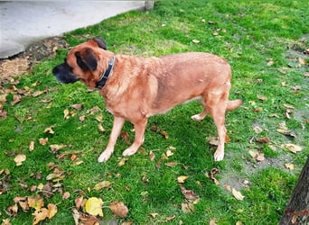 Zora sucht ein Zuhause