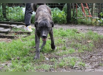 Jackpot - ein majestätischer Doggen-Mix sucht sein Königreich