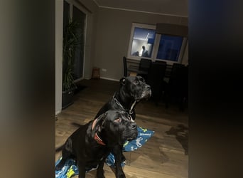 Cane Corso Welpen aus Liebevoller Familie