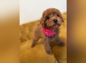 Kleine Toy Pudel rot braun (asiatische Linie)