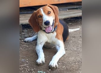 Beagle-Mix Pablito - verspielt und freundlich