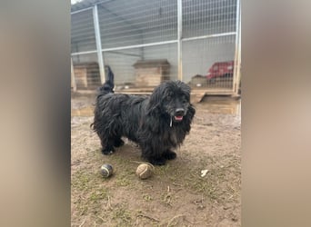 Tobi, altes Hundeherz möchte gern noch einmal ankommen dürfen