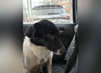 Sanfte Hündin Velta❤️aus Russland sucht liebevolles Zuhause - Pflegestelle oder Endstelle gesucht