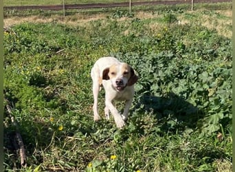 Remo – Pointer Mischling auf der Suche nach seinem Glück