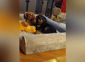 Kavalier king charles spaniel Welpen