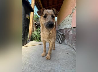 Teddy, 2 Jahre sucht sein Körbchen