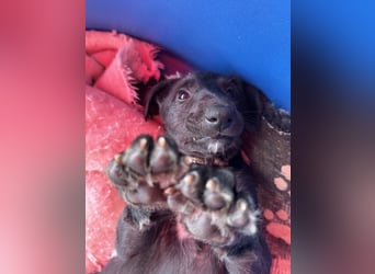 Deerhoundwelpen suchen ein liebevolles Für-Immer-Zuhause