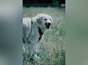 Bailey, unkomplizierter Senior, ca. 9 Jahre *in 13507 Berlin*