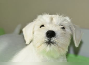Welpen weiß Zwergschnauzer Rüde
