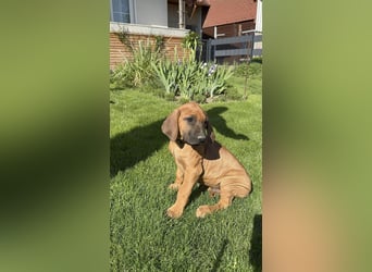 Rhodesian Ridgeback Welpen