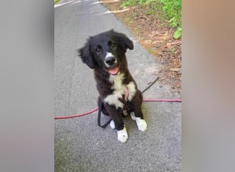 Baloo - junger,lebensfroher Hund