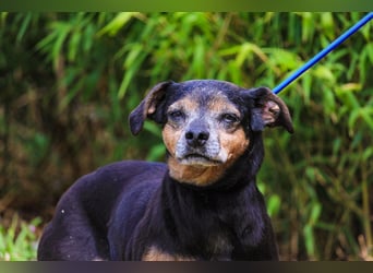 Fiona, Mix Pinscher / Chihuahua, lieb und verträglich