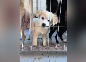 Zev - zuckersüßer Junghund sucht Zuhause