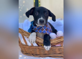 Milo LM - Zuhause gesucht – Neun kleine Hundekinder auf großer Mission