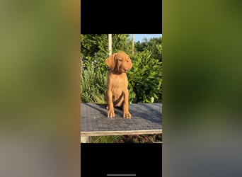 Magyar Vizsla Welpen in Erwartung