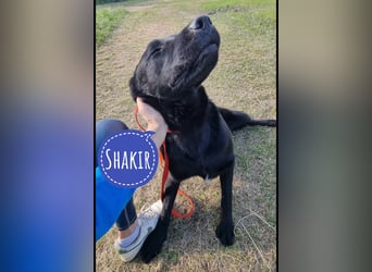 Shakir ein großer Hund mit großem Herz