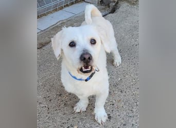 Teddy ❤️ lieb, aktiv - Malteser-Mix Rüde