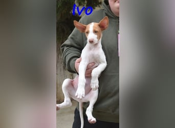 Ivo geb. 03/2025 (ESP) - verspielter Podenco Ibicenco Welpe!