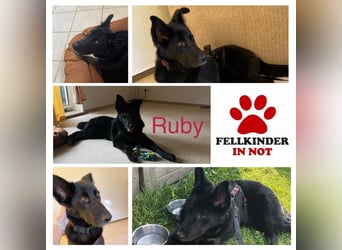 liebe junge Mischlings Hündin Ruby sucht ihre Familie