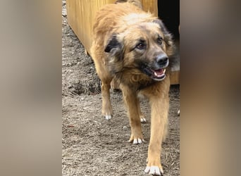 STEVE, Rüde, 9 Jahre, 53cm, Mischling, Tierschutz