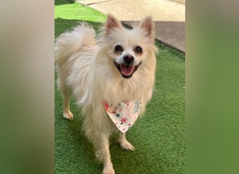 Flocky SR – Freundliche Prinzessin sucht ihr Schloss