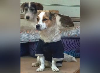 Didier - freundlicher, aktiver, verspielter kleiner Jack Russel-Mix Rüde / z.Zt. noch in Rumänien