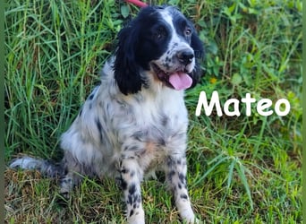 Mateo 06/2020 (ESP) - sehr sozialer und anhänglicher Bretonischer Spaniel!