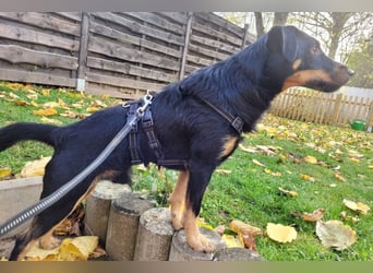 Günni - ein besonderer Hund sucht seine Menschen