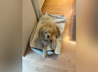 Goldendoodle Welpe