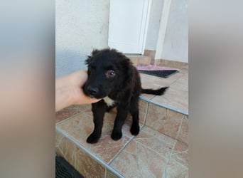 Welpe Joshi sucht ein Zuhause oder Pflegestelle, Hrvatski Ovcar, kroatischer Schäferhund