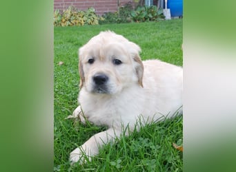 Goldenretrieverwelpen - 3 stramme Burschen suchen ein Zuhause