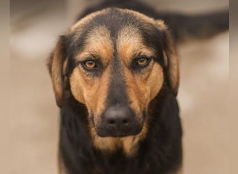 Wundervolle Aylini sucht ihr Zuhause