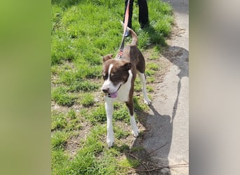 Cayo, 5 Jahre, sucht kompetentes Zuhause