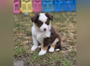 Mini Aussie Hündin / Mini American Shepherds aus Liebevoller Aufzucht