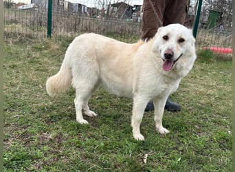 Fibi, geboren 01.06.2021, 50cm sucht ihr Körbchen