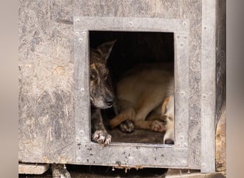 Nala wünscht sich ein Zuhause