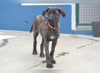 Pipoca, wird mal ein ganz großes Hundemädchen