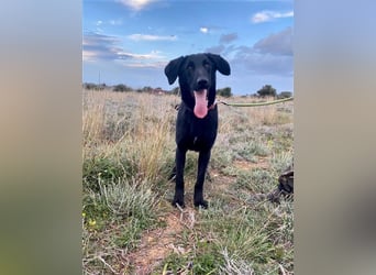 Liebevoller, verspielter Shadow sucht eine Familie!